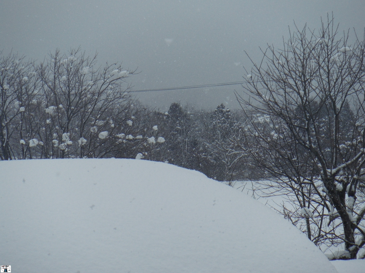 f:id:kefuo:20220206051057j:plain