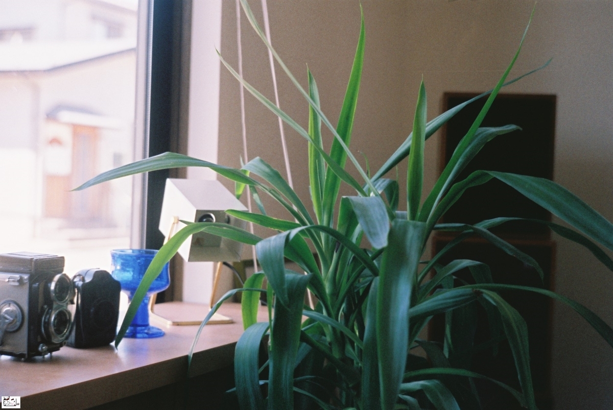 f:id:kefuo:20220208004402j:plain