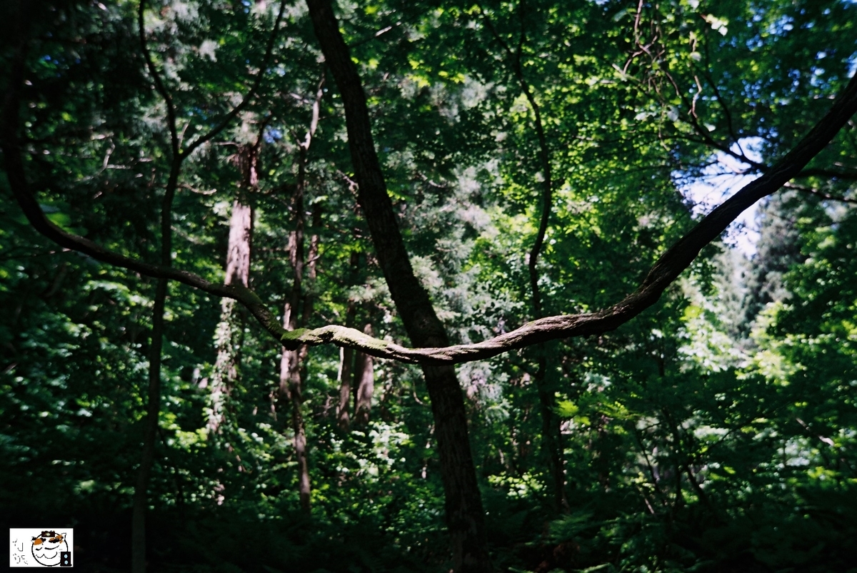 f:id:kefuo:20220208004709j:plain