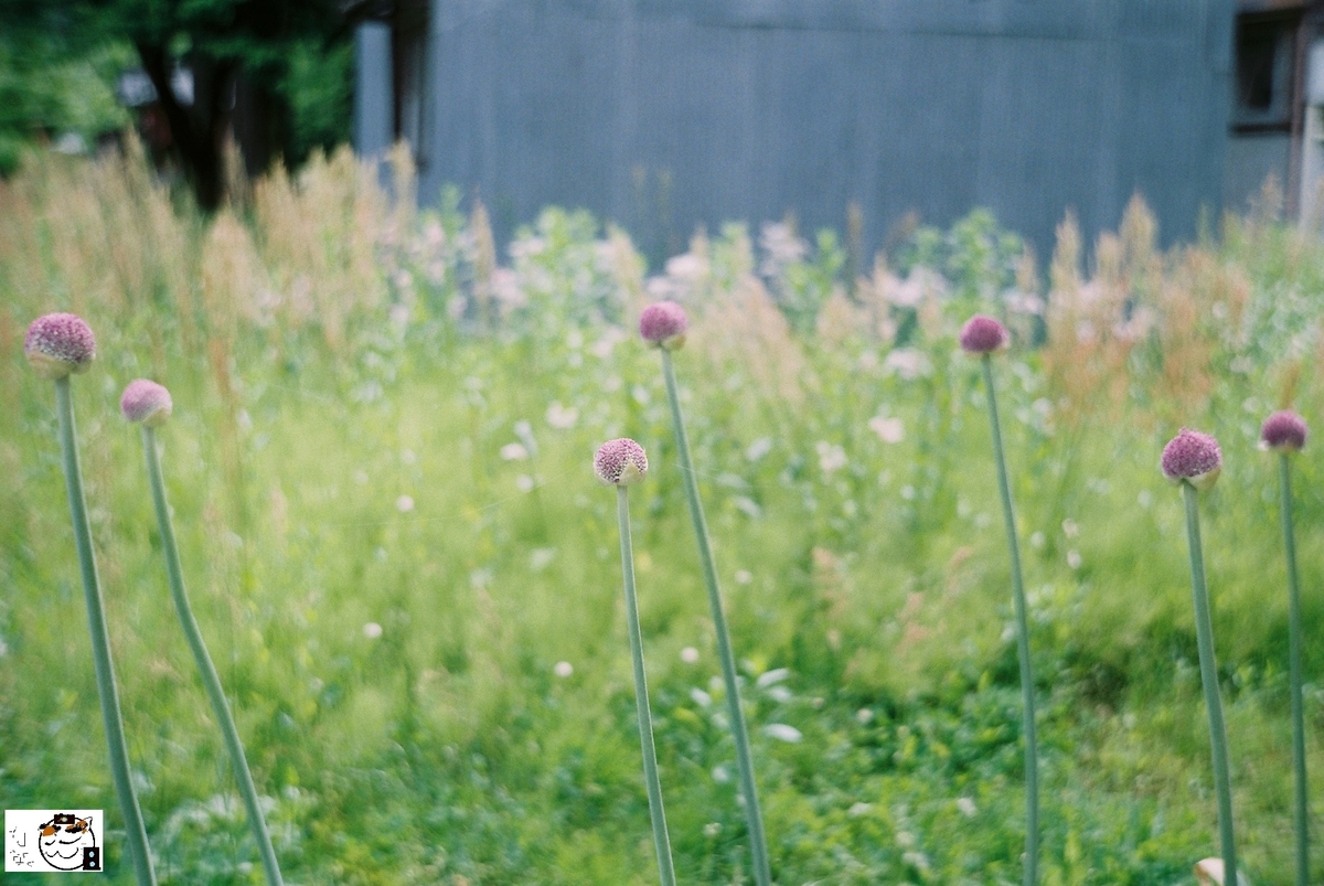 f:id:kefuo:20220208005027j:plain