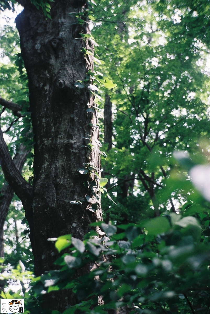 f:id:kefuo:20220208005245j:plain