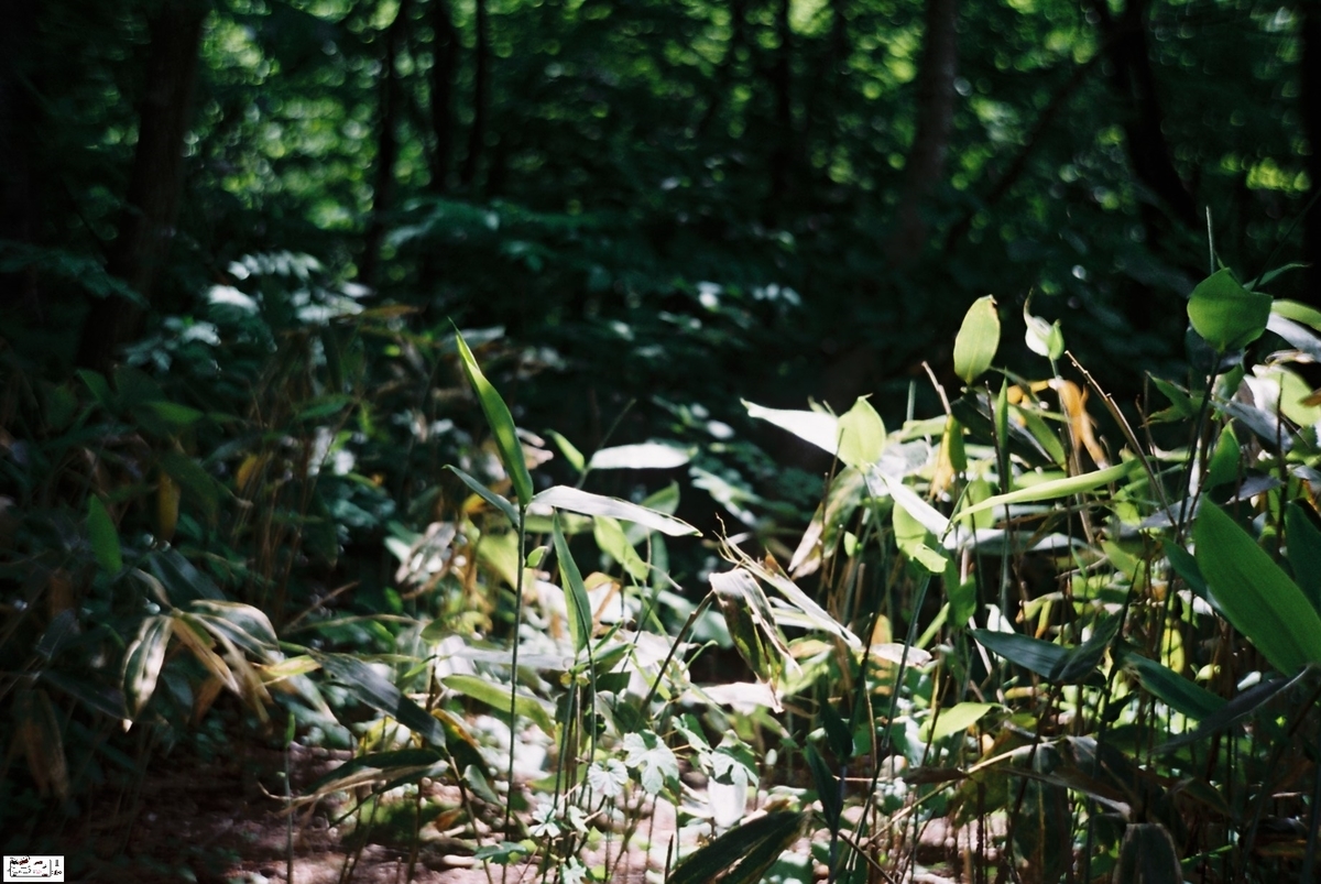 f:id:kefuo:20220208005353j:plain