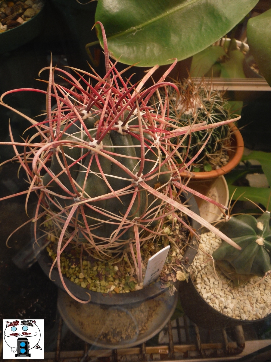 f:id:kefuo:20220210232134j:plain