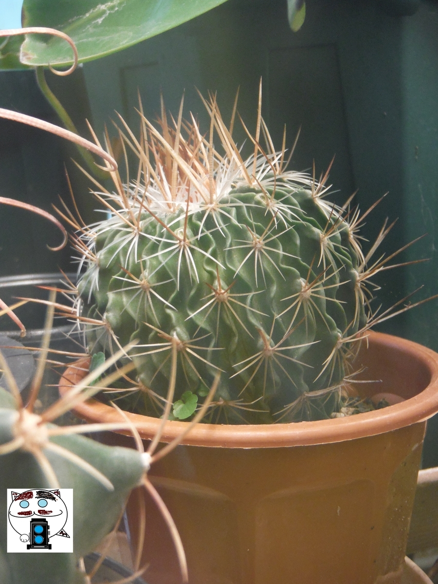 f:id:kefuo:20220210232734j:plain