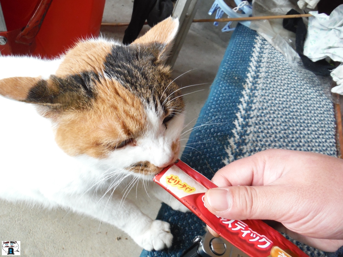 f:id:kefuo:20220211142439j:plain