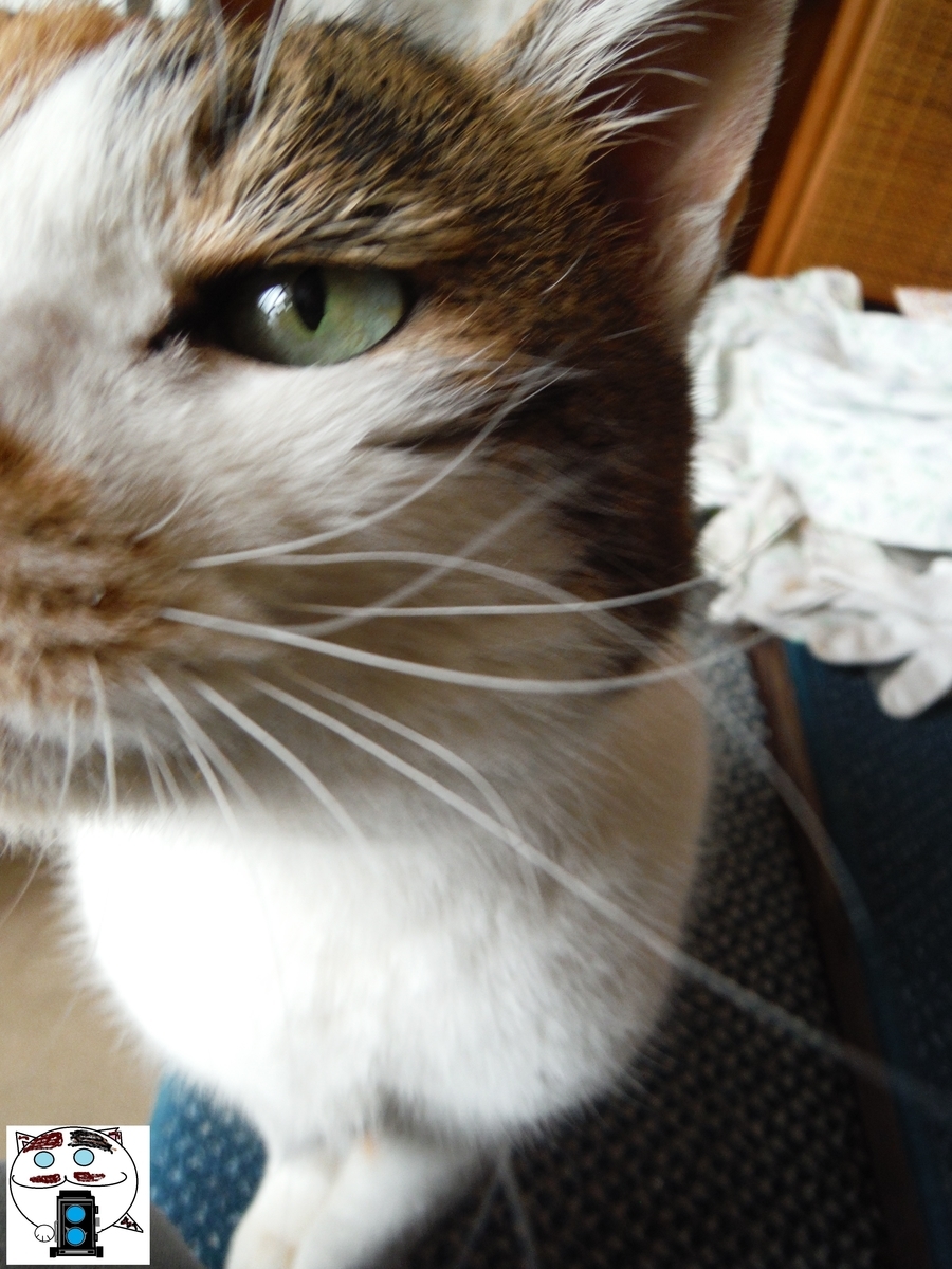 f:id:kefuo:20220211142733j:plain