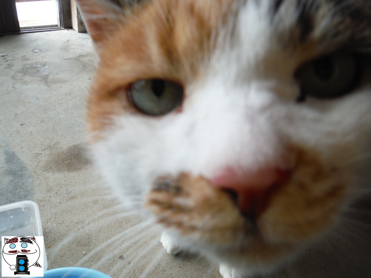 f:id:kefuo:20220211142816j:plain