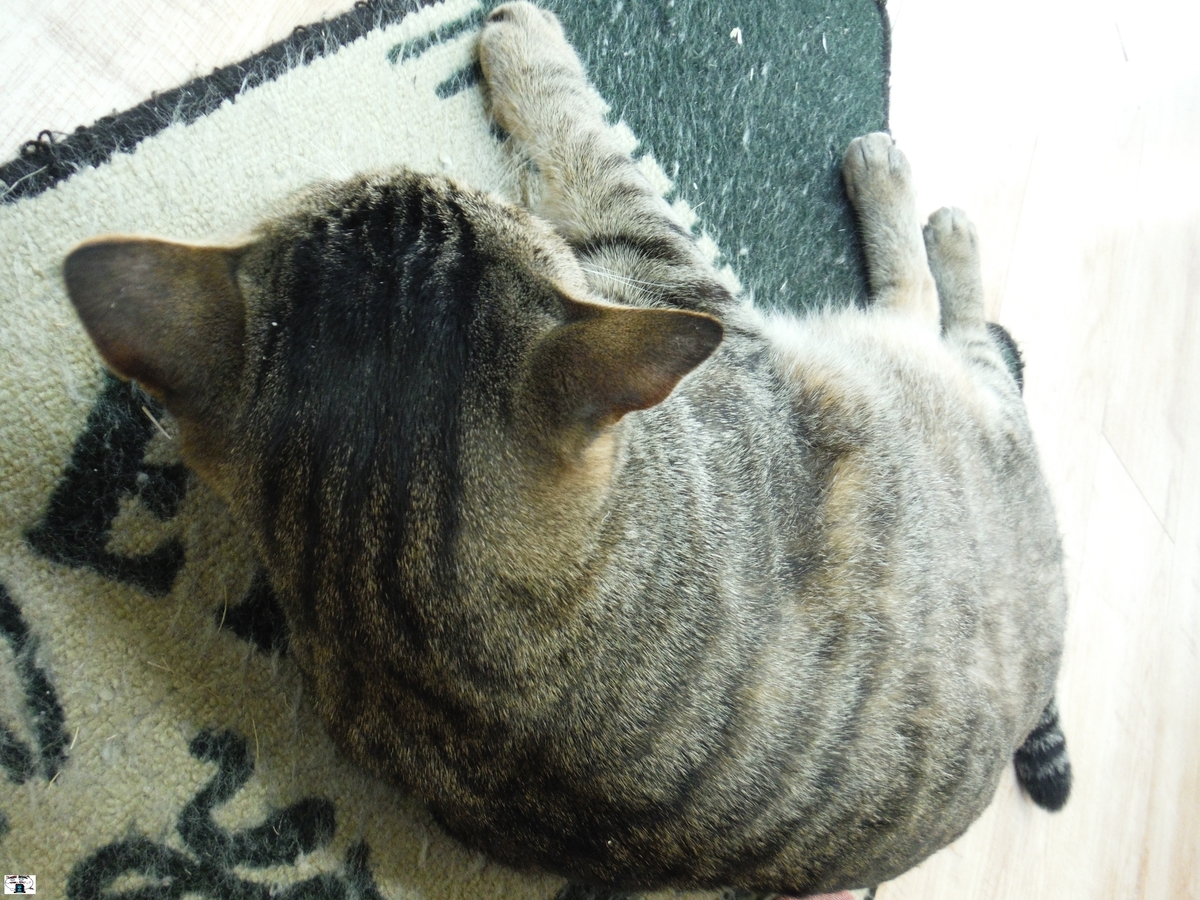 f:id:kefuo:20220409212107j:plain