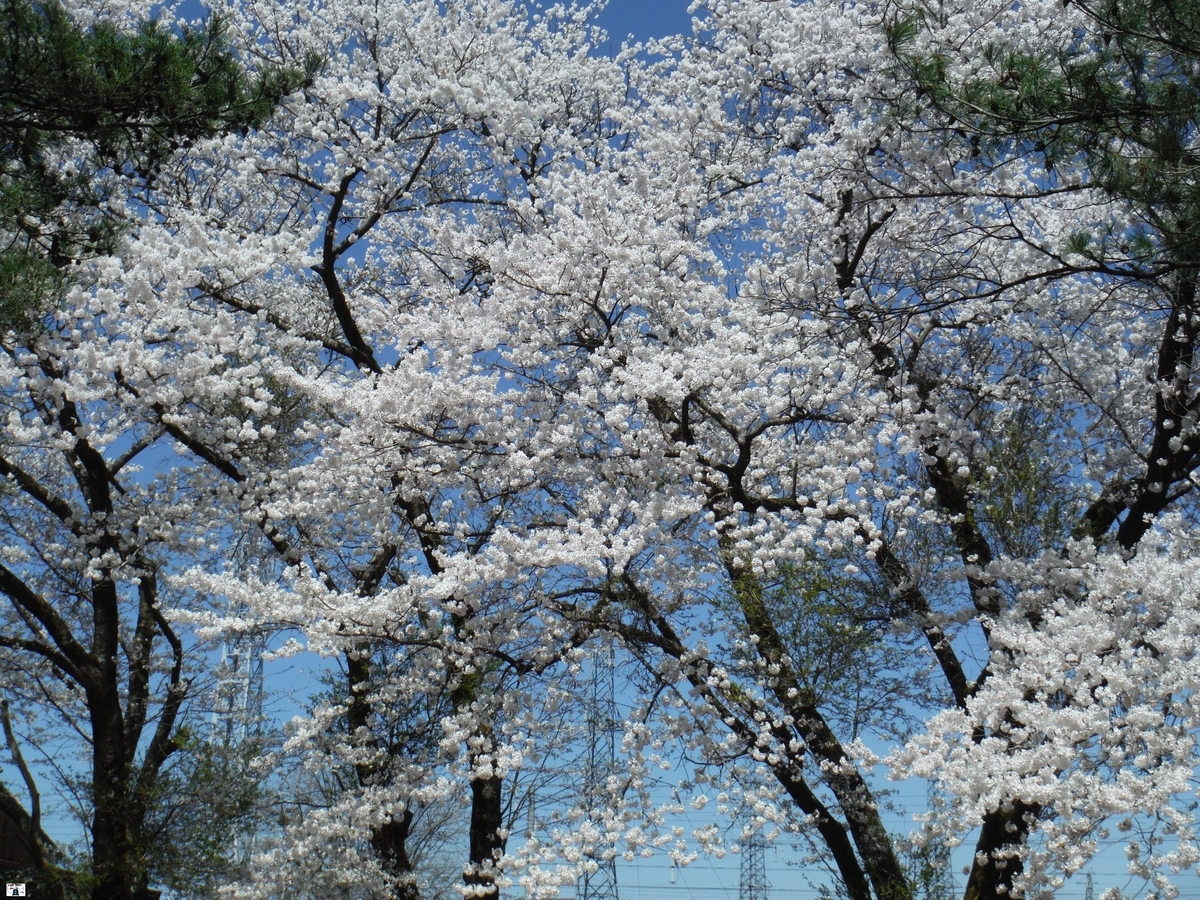 f:id:kefuo:20220417182836j:plain