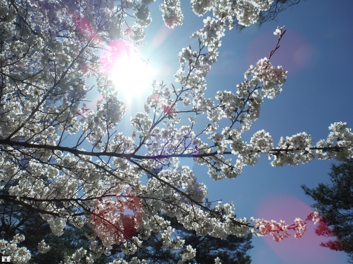 f:id:kefuo:20220417183017j:plain