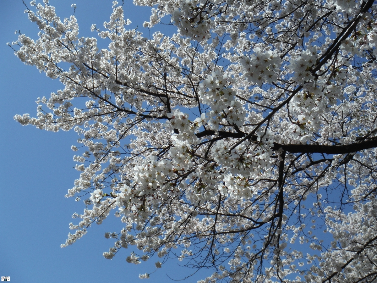 f:id:kefuo:20220417183845j:plain