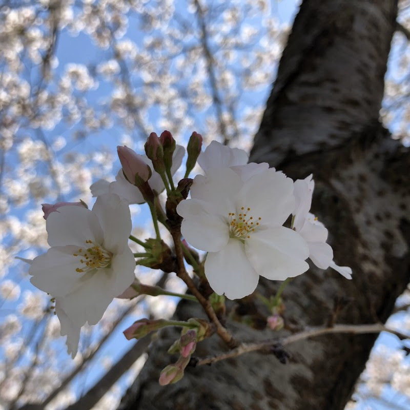 f:id:kei-k2:20200407215428j:plain