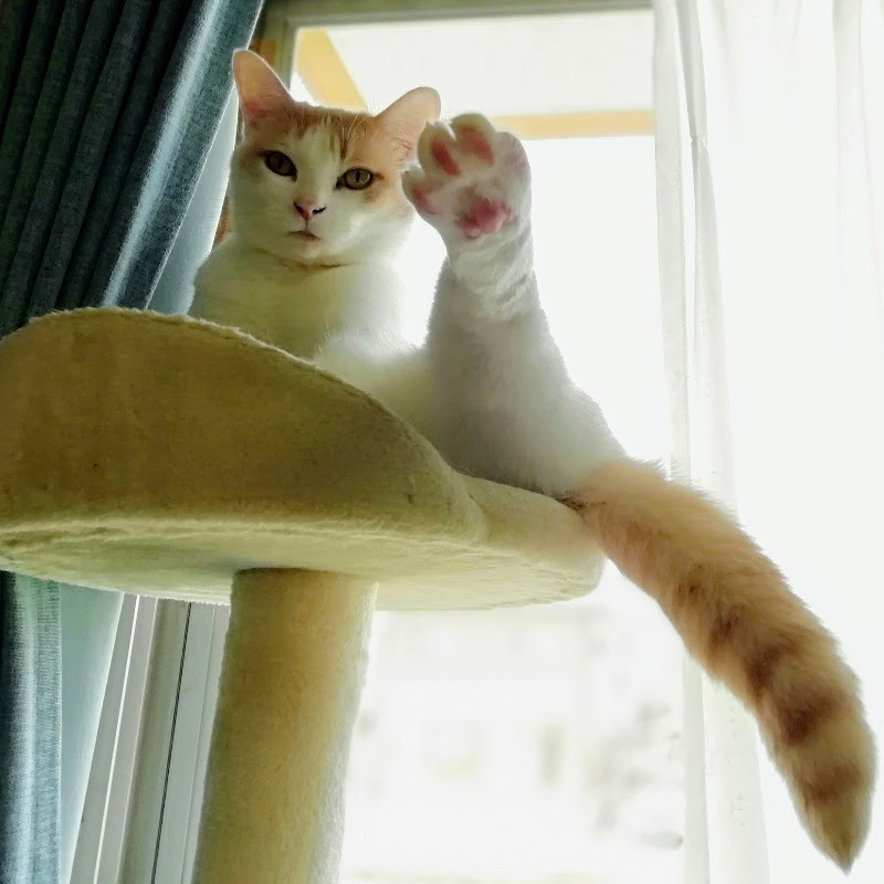 f:id:kei-k2:20200407215454j:plain