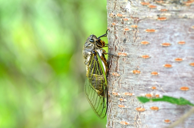 f:id:kei-k2:20200718145937j:plain f:id:kei-k2:20200718145937j:plain