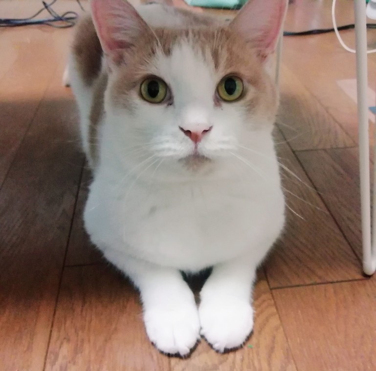 f:id:kei-k2:20200831203850j:plain f:id:kei-k2:20200831203850j:plain