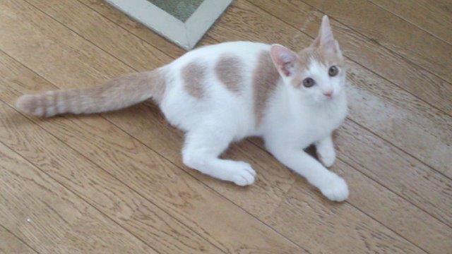 f:id:kei-k2:20200913164236j:plain