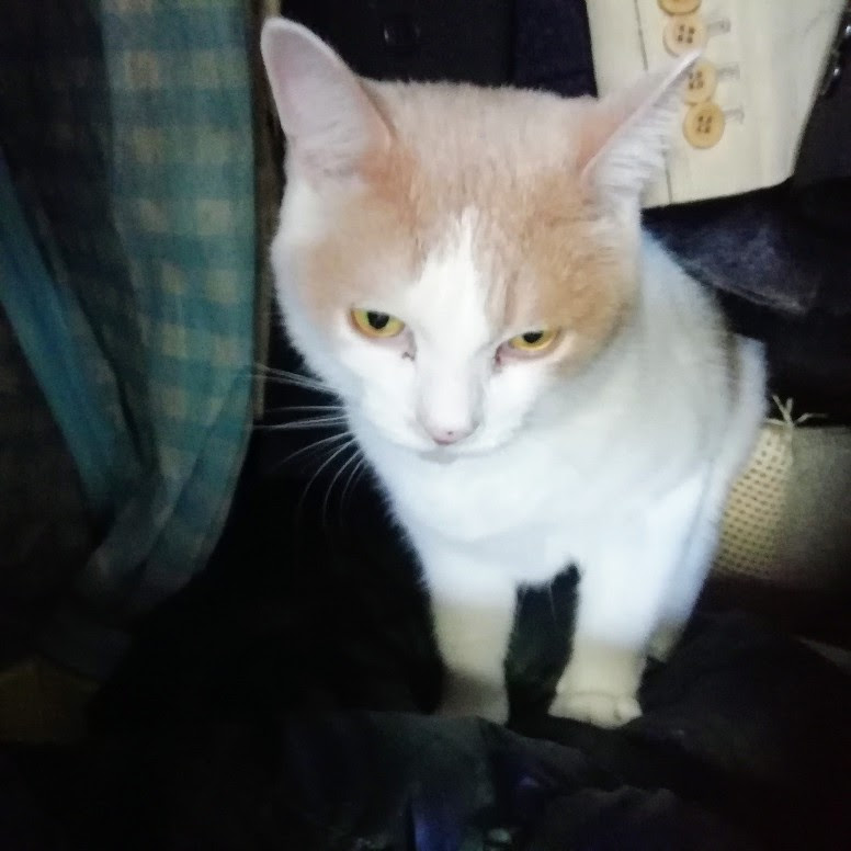 f:id:kei-k2:20201011192138j:plain f:id:kei-k2:20201011192138j:plain