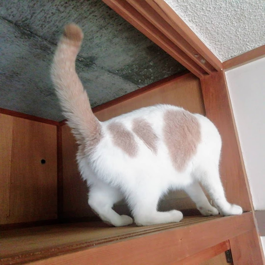 f:id:kei-k2:20210624211443p:plain