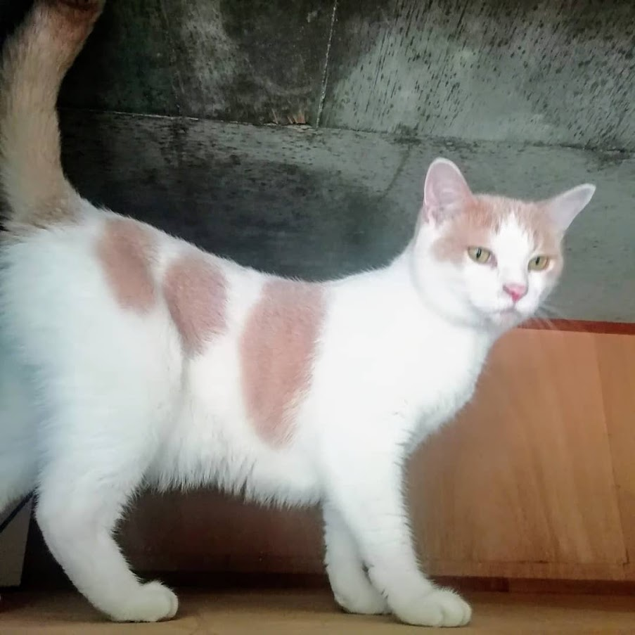f:id:kei-k2:20210624211557p:plain