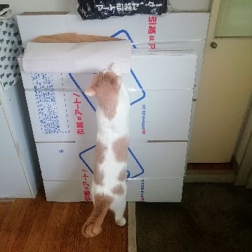 f:id:kei-k2:20210711212538j:plain