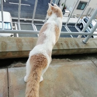 f:id:kei-k2:20210729210542j:plain