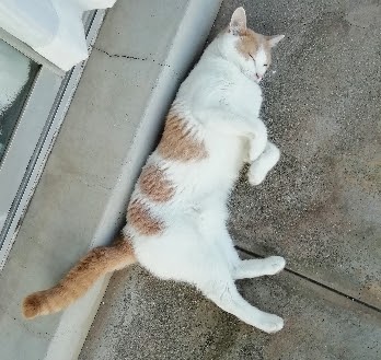 f:id:kei-k2:20210729211912j:plain