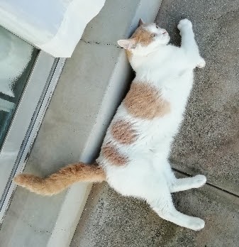 f:id:kei-k2:20210729211919j:plain