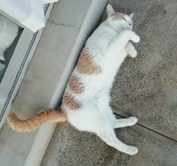 f:id:kei-k2:20210729211927j:plain