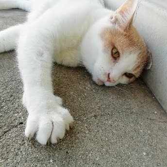 f:id:kei-k2:20210729211959j:plain