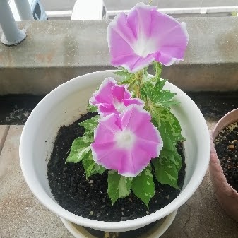 f:id:kei-k2:20210831101309j:plain