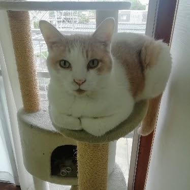 f:id:kei-k2:20210904201746j:plain