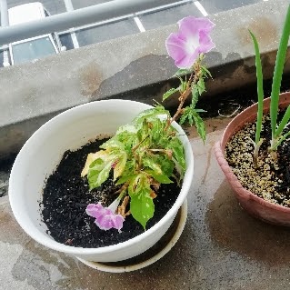 f:id:kei-k2:20210927190657j:plain