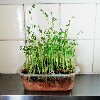 f:id:kei-k2:20211003185802j:plain