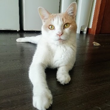 f:id:kei-k2:20211008205155j:plain