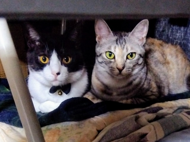 f:id:kei-k2:20241016192344j:image f:id:kei-k2:20241016192344j:image