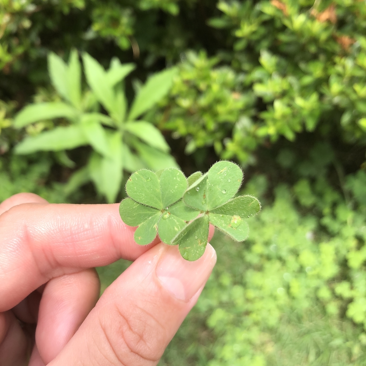 f:id:kei-nakano:20190705165926j:plain f:id:kei-nakano:20190705165926j:plain