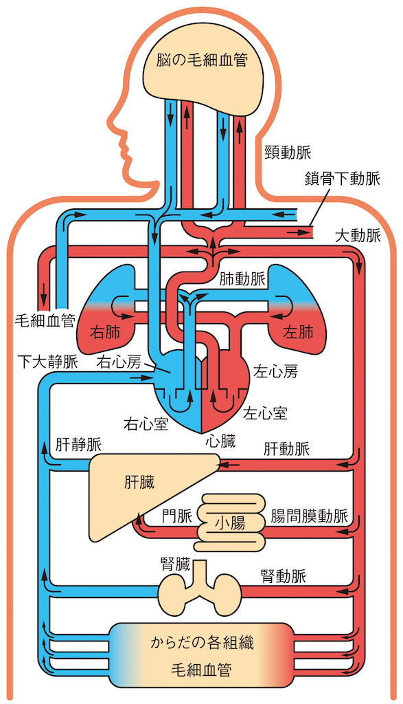 f:id:kei0w0:20200528103415p:image f:id:kei0w0:20200528103415p:image