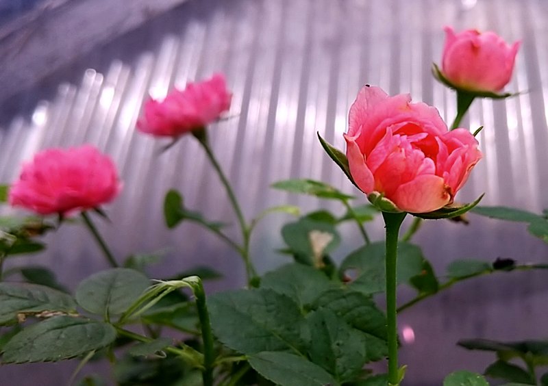 このミニバラの名を教えてください - 自然が一番♪
