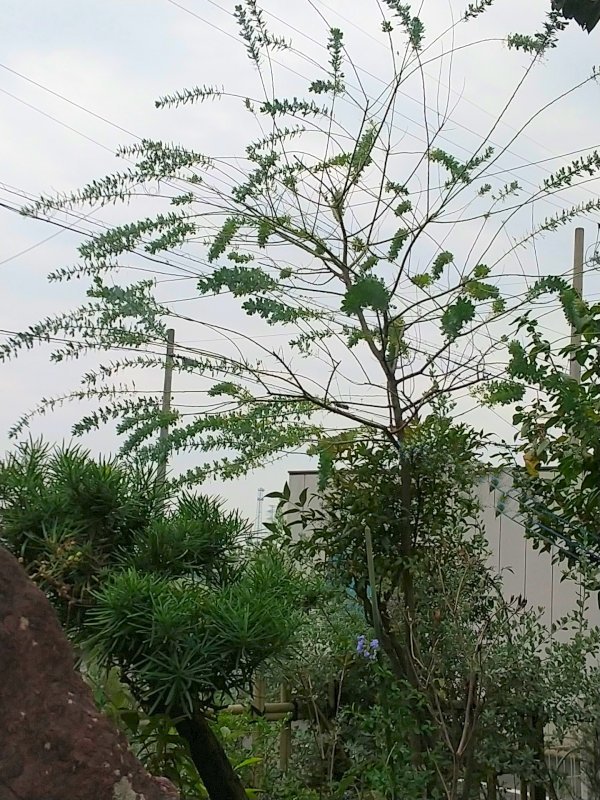 ミモザ 秋 - 自然が一番♪