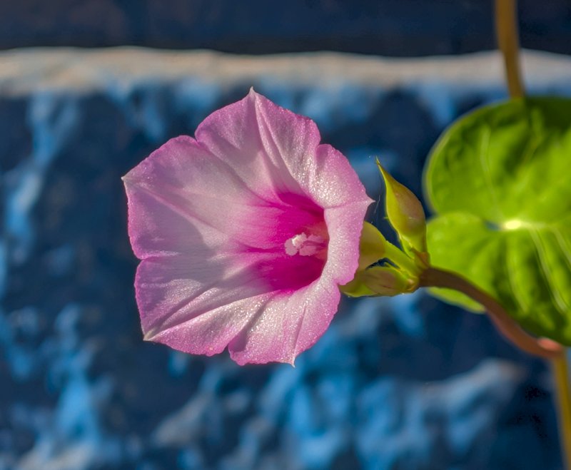 ほしアサガオ？ 挿し木用 ホシアサガオが絶好調＾m＾ - 自然が一番♪