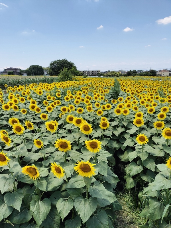 清瀬ひまわりフェスティバルで夏を感じてきた