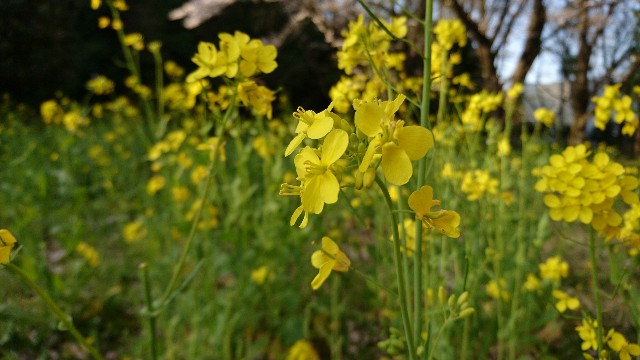 f:id:kei_00:20180331004800j:image f:id:kei_00:20180331004800j:image