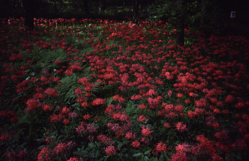 f:id:kei_arika:20211030020153j:plain