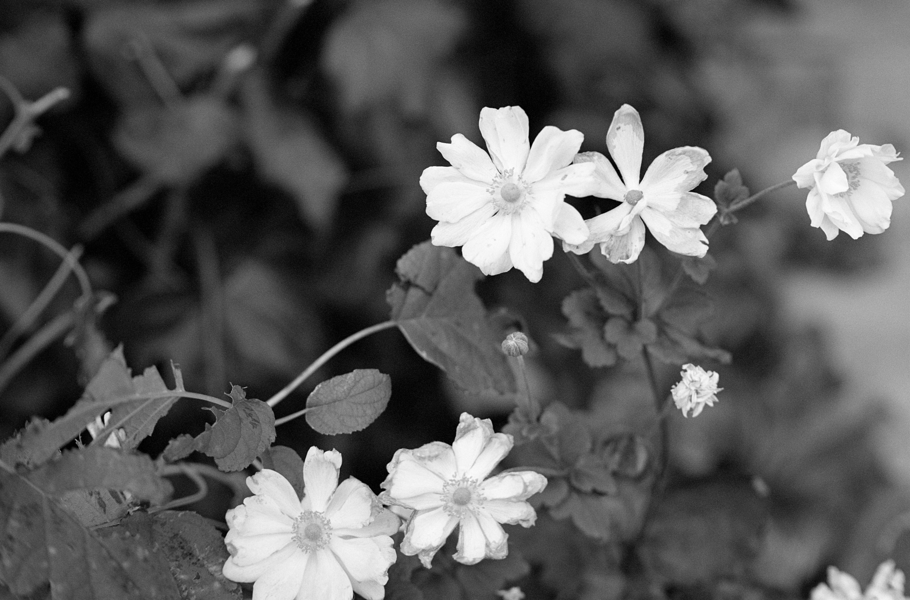 Nikon FとNikkor-S Auto 5.8cm F1.4で撮る秋。 - 今日もカメラと。