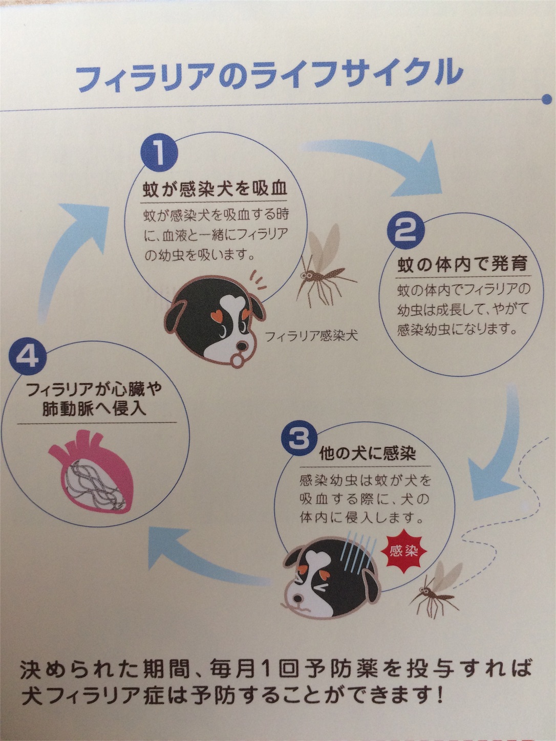 f:id:keiai-animalhospital:20170509115115j:image f:id:keiai-animalhospital:20170509115115j:image