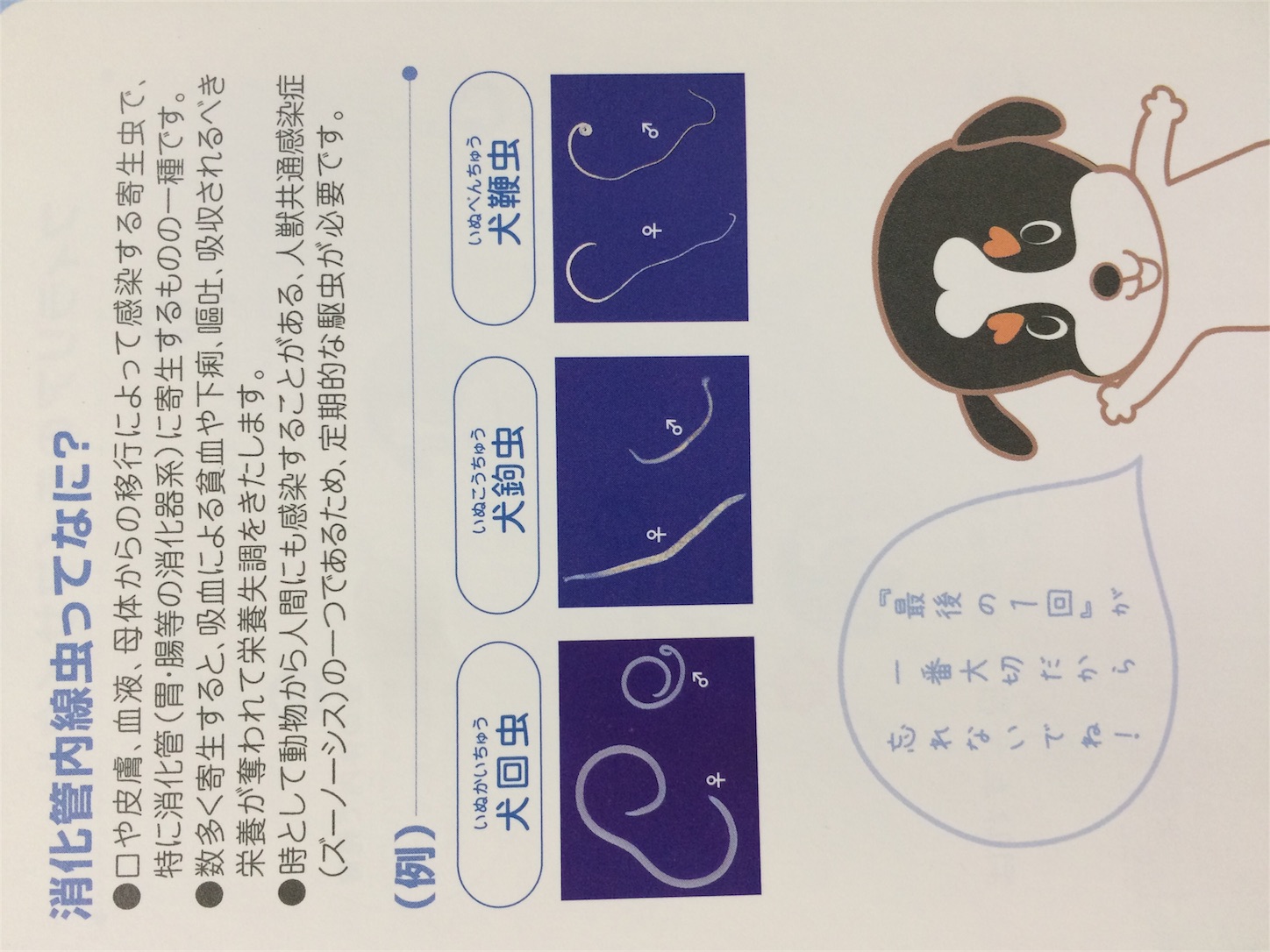 f:id:keiai-animalhospital:20170509162337j:image f:id:keiai-animalhospital:20170509162337j:image
