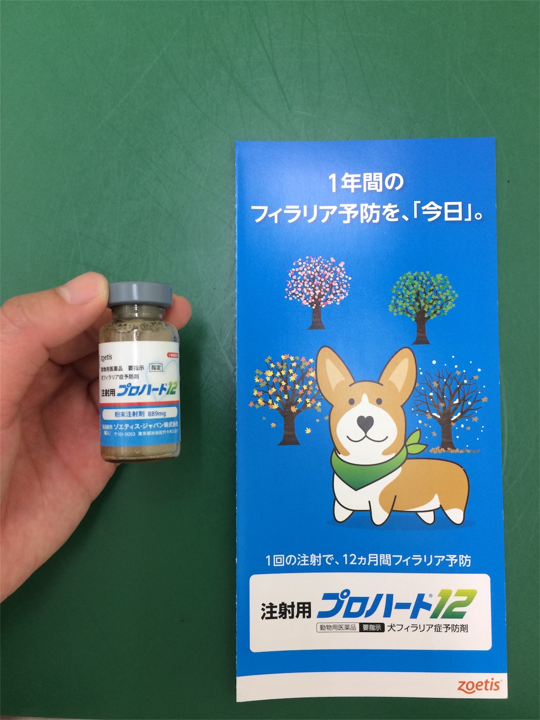 f:id:keiai-animalhospital:20170509170841j:image f:id:keiai-animalhospital:20170509170841j:image
