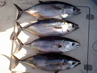 f:id:keiba_tmr:20090801213704j:image f:id:keiba_tmr:20090801213704j:image