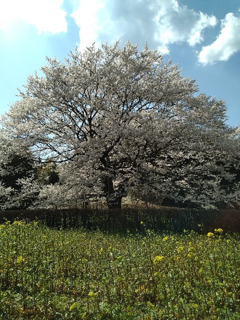 f:id:keichan2020:20200618115639j:image