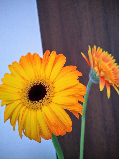 f:id:keichan2020:20200705160401j:image